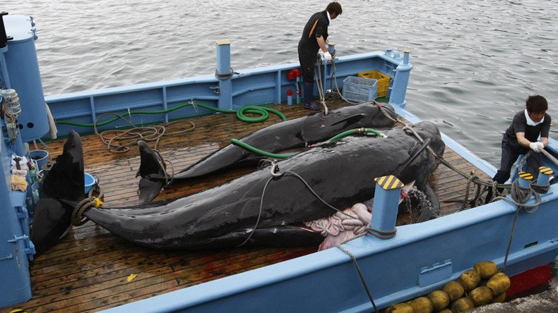 Japanese whalers defy moratorium, start ‘research hunt’ before going commercial