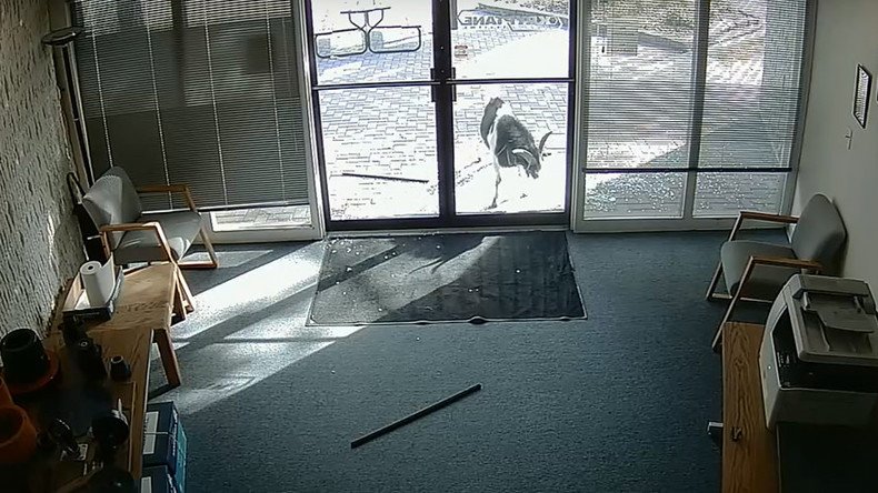 Angry goats: Animal caught on CCTV shattering glass doors of Denver office (VIDEO)