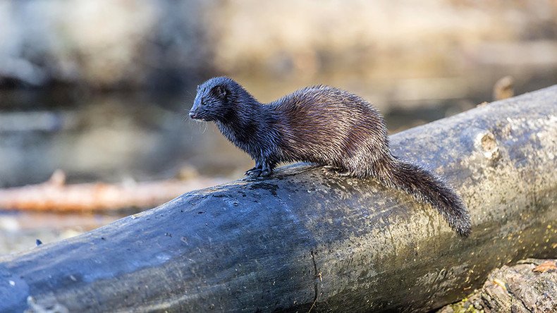 Release of 40k mink in Minnesota dubbed ‘domestic terrorism’ by sheriff