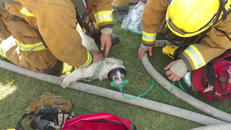 Dramatic video captures firefighters resuscitating a dog rescued from fire (VIDEO)