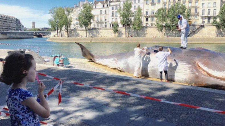 Parisians wake to find ‘whale’ washed up on banks of the Seine (PHOTOS)
