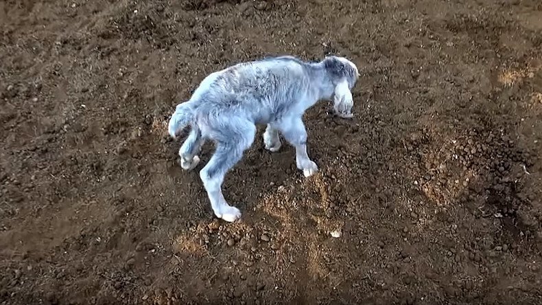 DISTURBING: ‘Demon’ goat terrifies locals in Argentina (VIDEO)