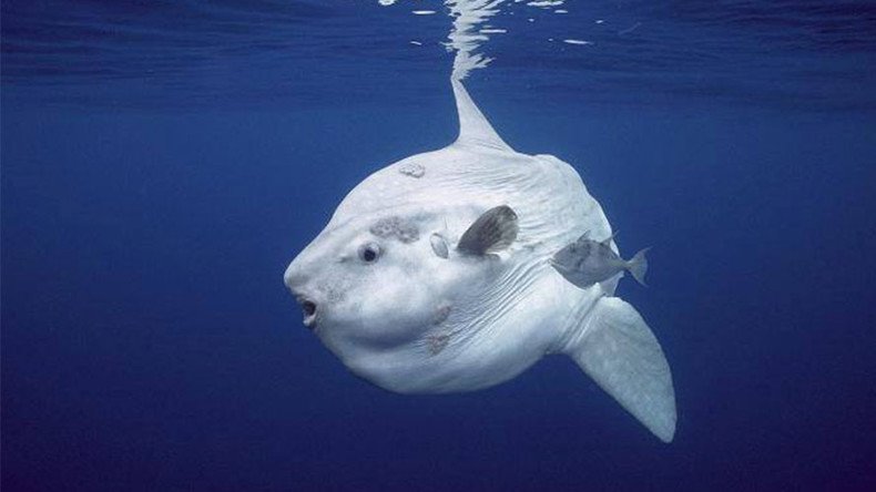 Giant new sunfish species discovered on New Zealand beach (PHOTOS)