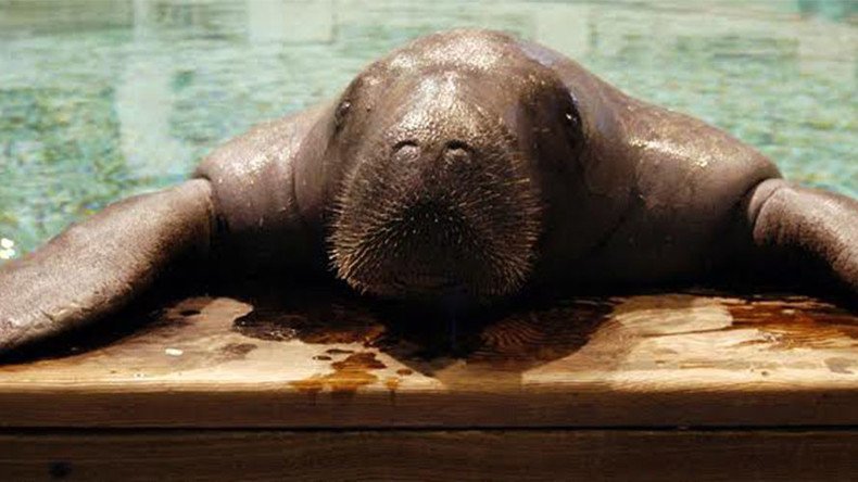 World’s oldest manatee ‘Snooty’ killed in ‘tragic accident’