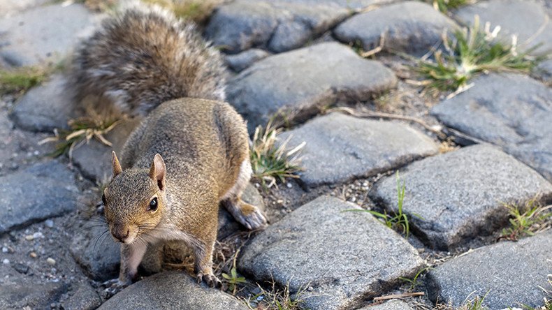Ah, nuts! Squirrel leaves 45,000 people without power in San Diego