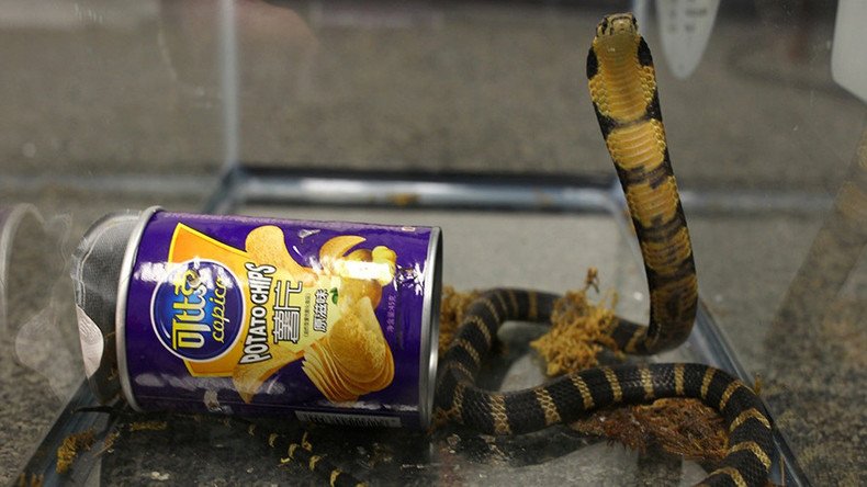 3 live king cobras found inside potato chip package by US customs
