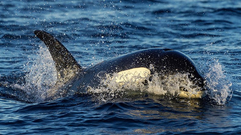 Killer whale rips anchor from boat in chaotic skirmish off Alaska (VIDEO)