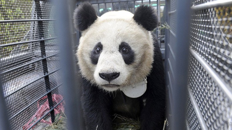 Famous Chinese panda facility under fire over animal cruelty footage (VIDEO)