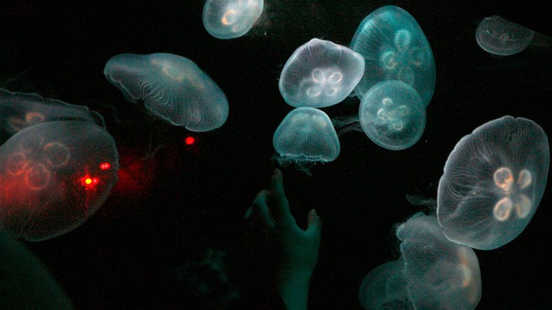 Jellyfish invasions caused by human construction at sea – study