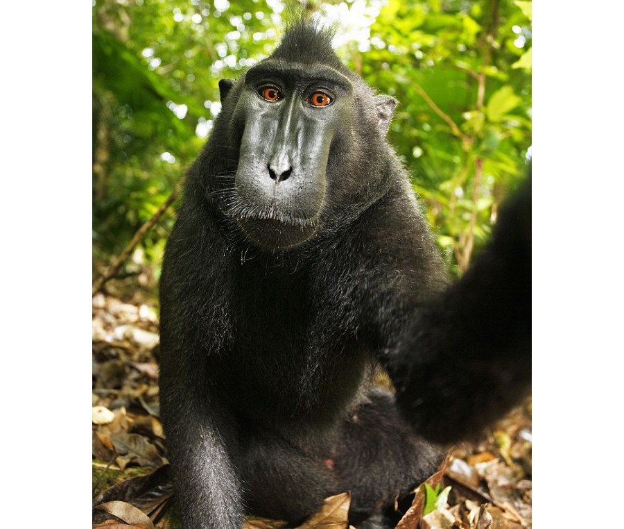 Monkey selfie copyright dispute - Wikipedia