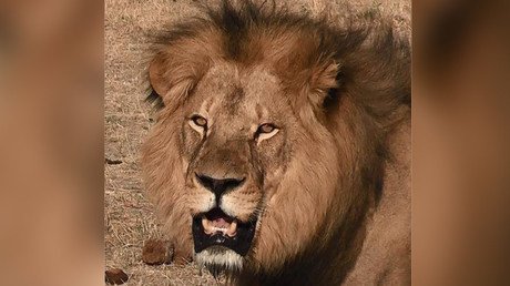 Son of Cecil the lion killed by trophy hunter in Zimbabwe 