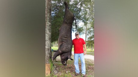 Giant wild boar shot dead in Alabama man’s backyard