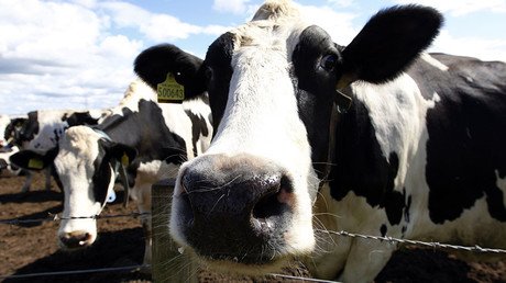 Cows could be surprising ally in fight against HIV