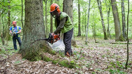 Polish loggers beat TV operator & damage equipment in forest at center of EU-Poland row