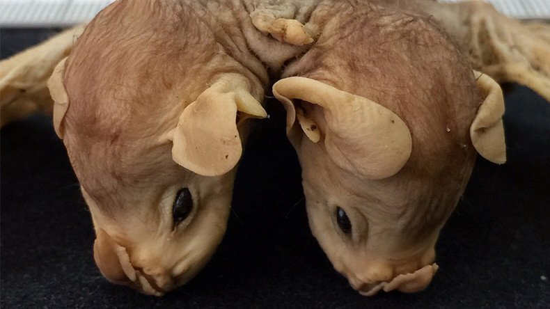 Conjoined baby bats stun Brazilian scientists (PHOTOS)