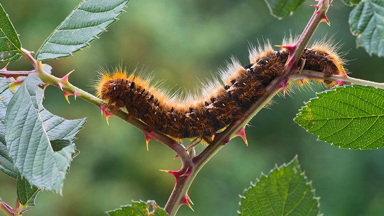 Caterpillar cataclysm: ‘Exploding zombie virus’ on the rise, wildlife experts warn