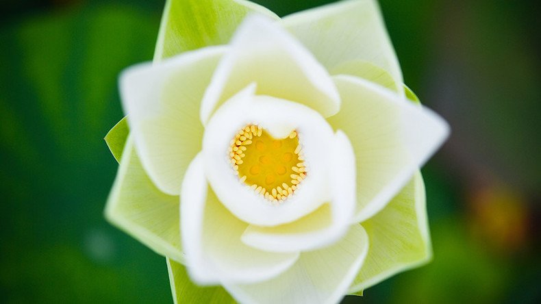 Bloom from the past: Scientists reconstruct world’s 1st flower