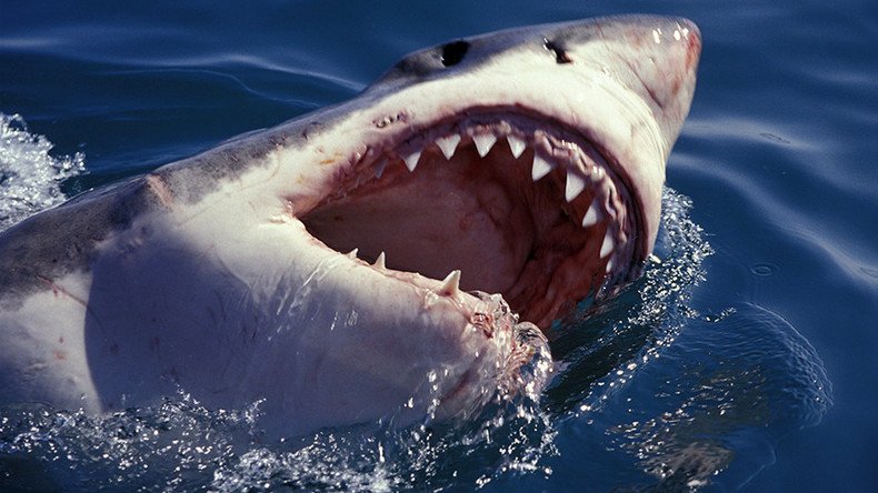 Gonna need a bigger camera! Great white chomps on researcher’s camcorder (VIDEO)