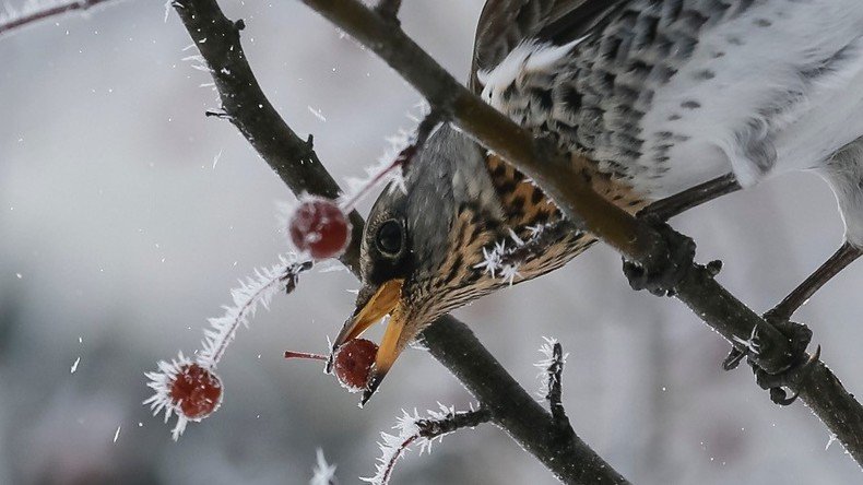 4,200 yo bird found 'perfectly preserved' in ice (PHOTO)