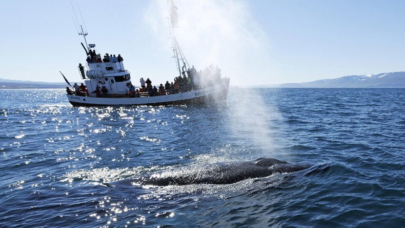 Moby Dick returns? Humpback whale smashes fishing boat & crew into the air