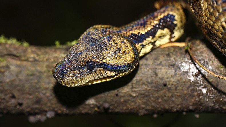 Snakes causing strain: How reptiles brought by US Navy devastated Guam