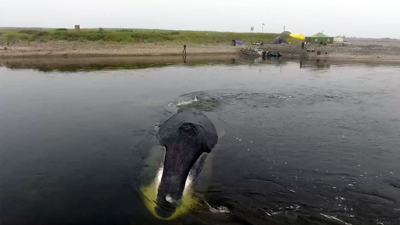 Baby whale rescued in Russia’s Far East after getting stuck in low tide (VIDEO)