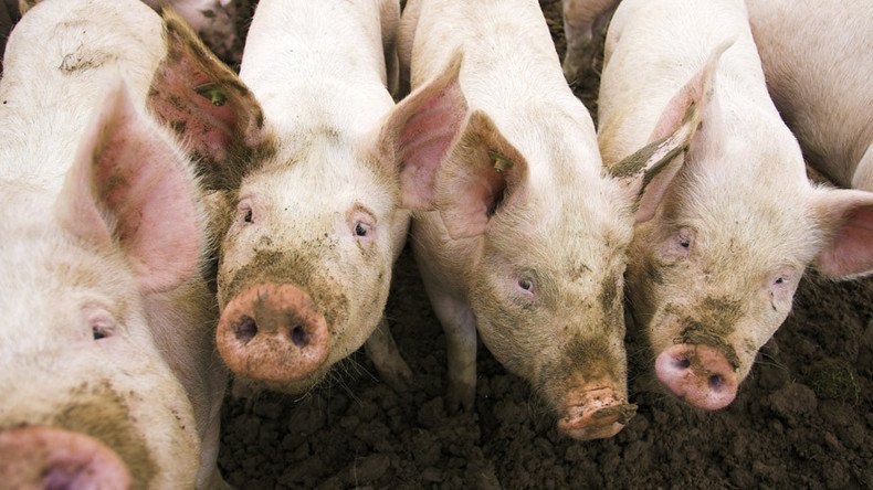 Pig-to-human organ transplants could soon be a reality