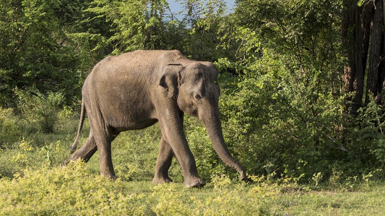 Elephant which killed 15 people given death sentence
