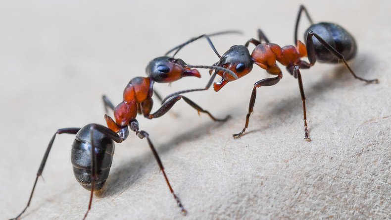 Gene-edited mutant ants create chaotic colony 