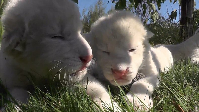 Crimean white lion cubs bring all the cuteness to World Lion Day (VIDEO)