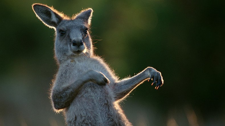 Kangaroothless: Marsupial punches child at wildlife park (VIDEO)