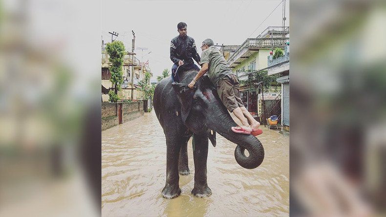 Elephants save hundreds of people stranded by Nepal floods (PHOTOS)