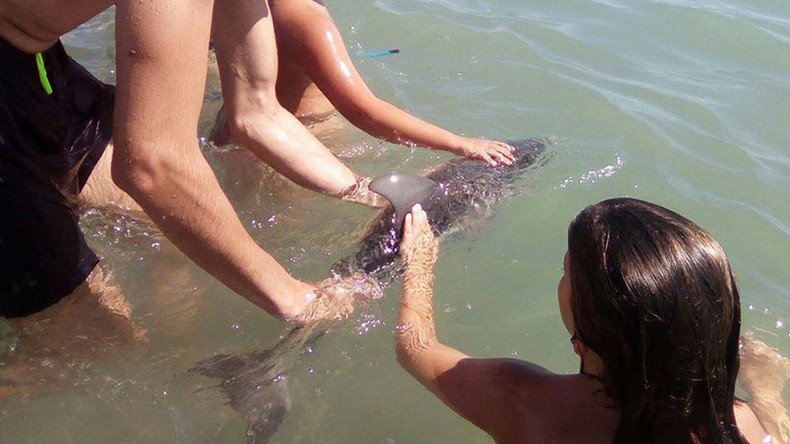 Selfie frenzy claims life of ‘terrified’ dolphin on Spanish beach (PHOTOS)