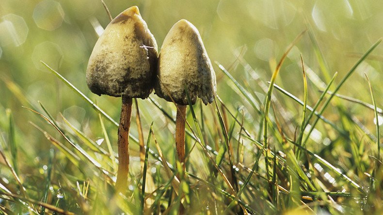 'Magic Mushroom' mass production edges closer as hallucinogen mystery solved