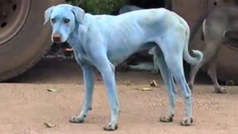  Stray dogs turned bright blue by polluted Indian river (VIDEO, PHOTOS)