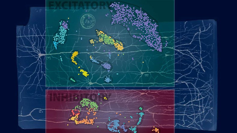 New types of human brain cells found in quest for understanding its development & dysfunctions