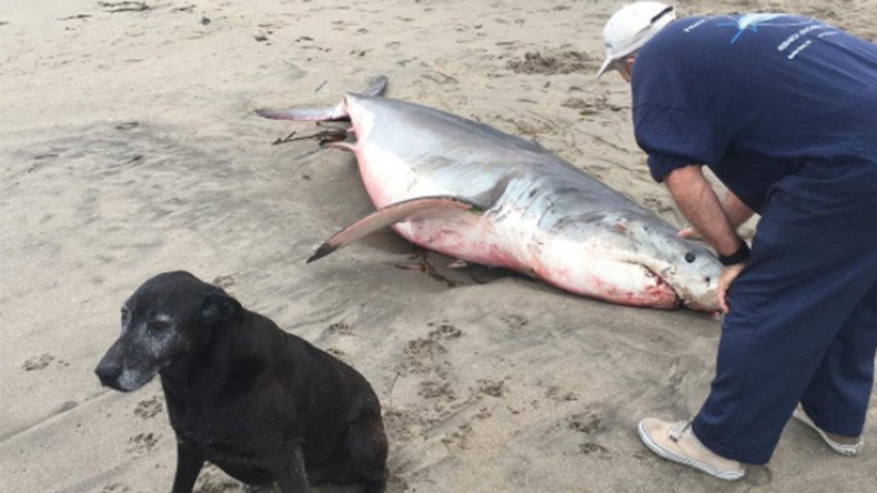 Vandals hack parts off great white shark washed up on California shore (PHOTOS)