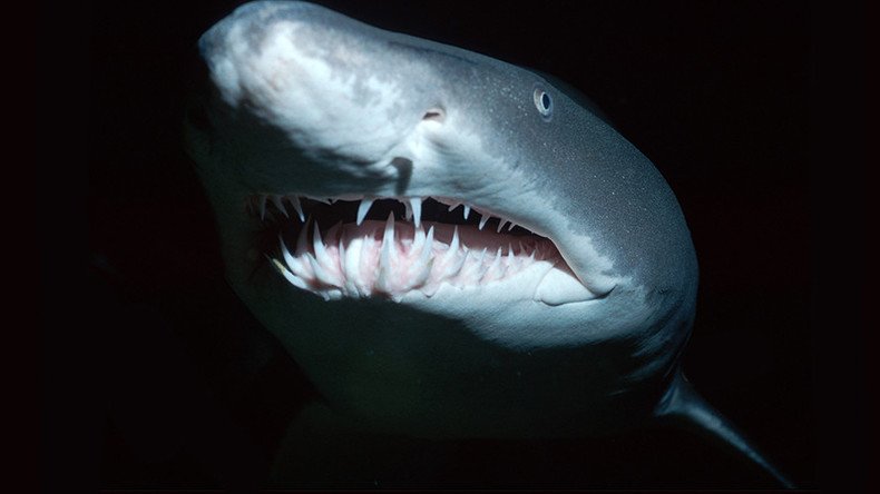 Bloody shark attack triggers panic among Cape Cod beachgoers