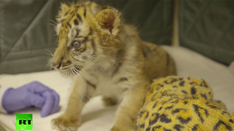 Rescued Bengal tiger cub given new home in San Diego zoo (VIDEO)