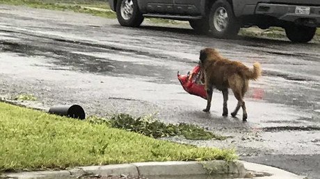 Hurricane Harvey dog gets tongues wagging online (PHOTO)