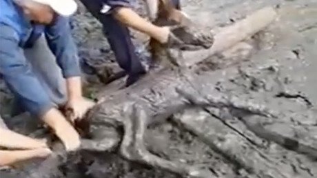 Watch the drama unfoal-ed: Young horse rescued from deadly mud (VIDEO)