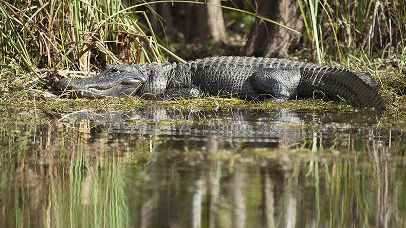 Gator greeting: Houston resident returns home after flooding, finds 9ft alligator (VIDEO)