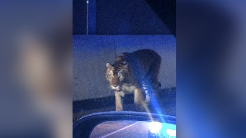 Police kill tiger roaming city streets near Atlanta, Georgia (GRAPHIC PHOTOS)