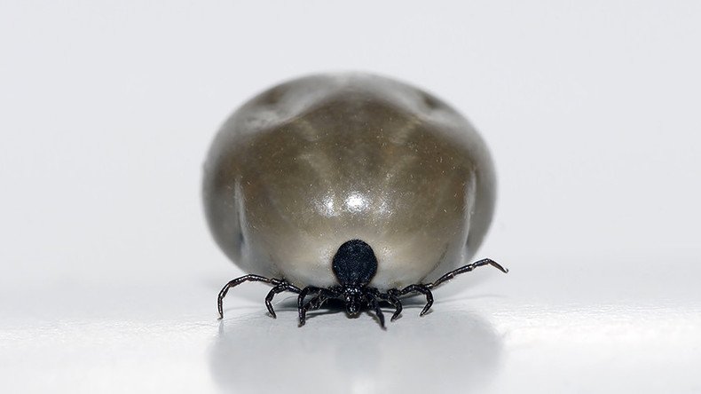 Tick escapes during Japanese press conference on deadly disease prevention