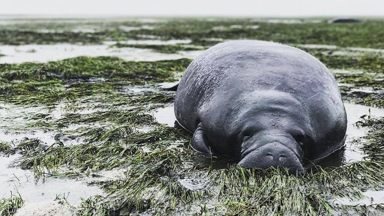 Massive manatees dragged 100 yards to safety as Irma drains bay (PHOTO, VIDEOS)