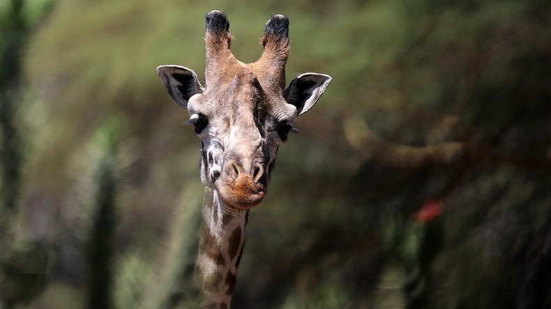 Hard to spot: Rare white giraffes filmed in Kenya (VIDEO)