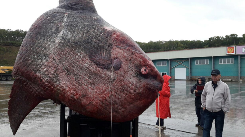 Monstrous 1-ton ocean sunfish caught in Russia's far east, thrown to the bears (PHOTO)