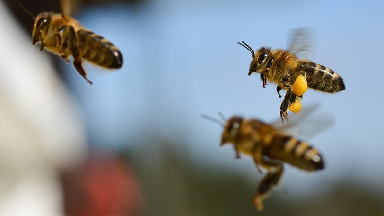 ‘Gigantic mob’ of bees attack in California, six people hospitalized