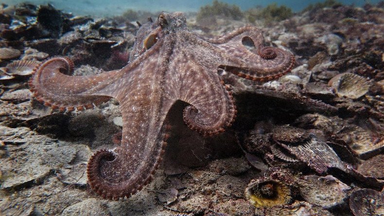 Mysterious city of ‘Octlantis’ – where octopuses mate, build homes & evict rivals (PHOTOS)