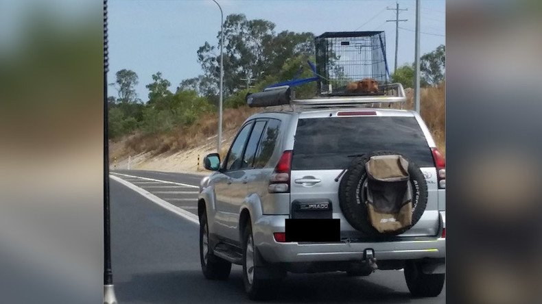 Puppy strapped to car roof in scorching heat as driver speeds down highway (PHOTO)
